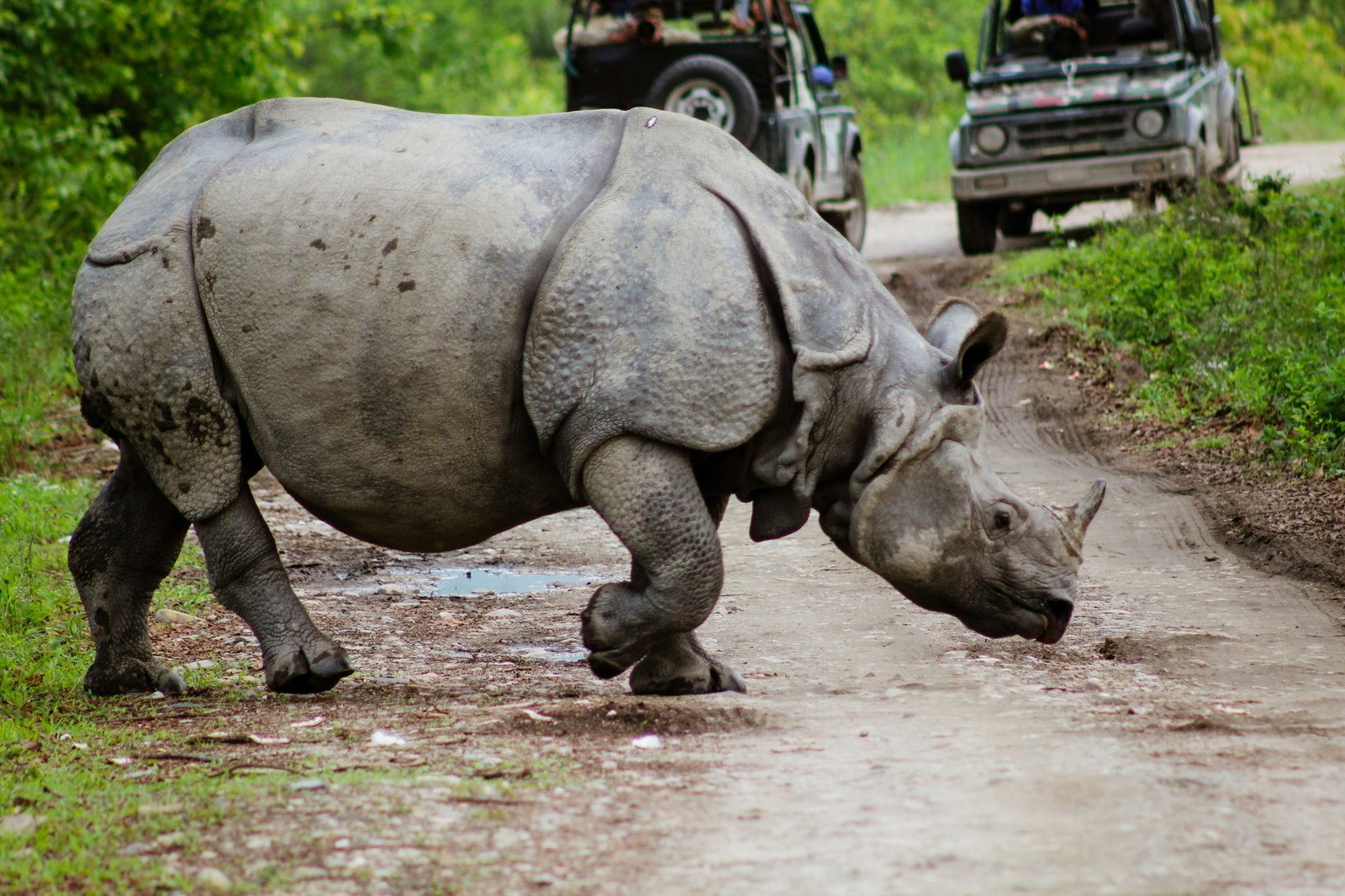 Kaziranga Shillong Cherrapunji Tour Package